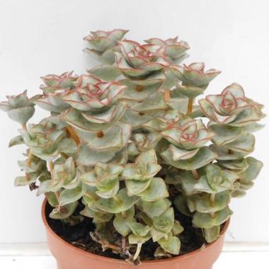 Crassula perforata 